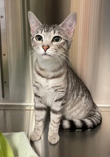 Iris, ADOPTABLE, Young Female Domestic Short Hair.