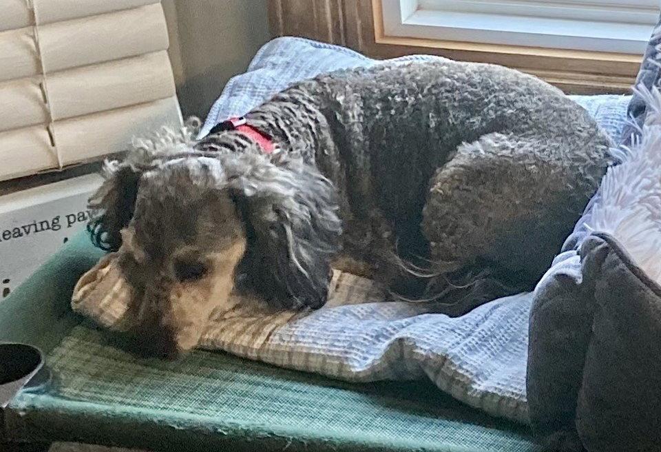 Buffy, Adoptable, Adult Female Poodle & Dachshund.