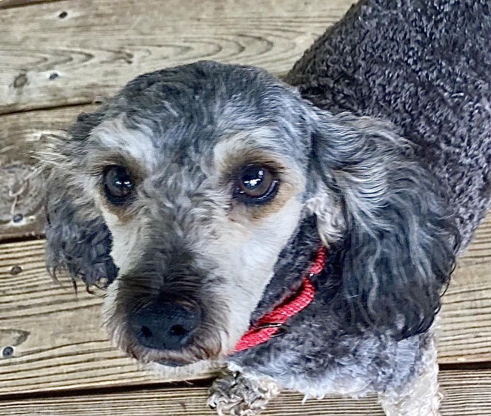 Buffy, a Adoptable mixed breed in Omaha, NE image 2/3