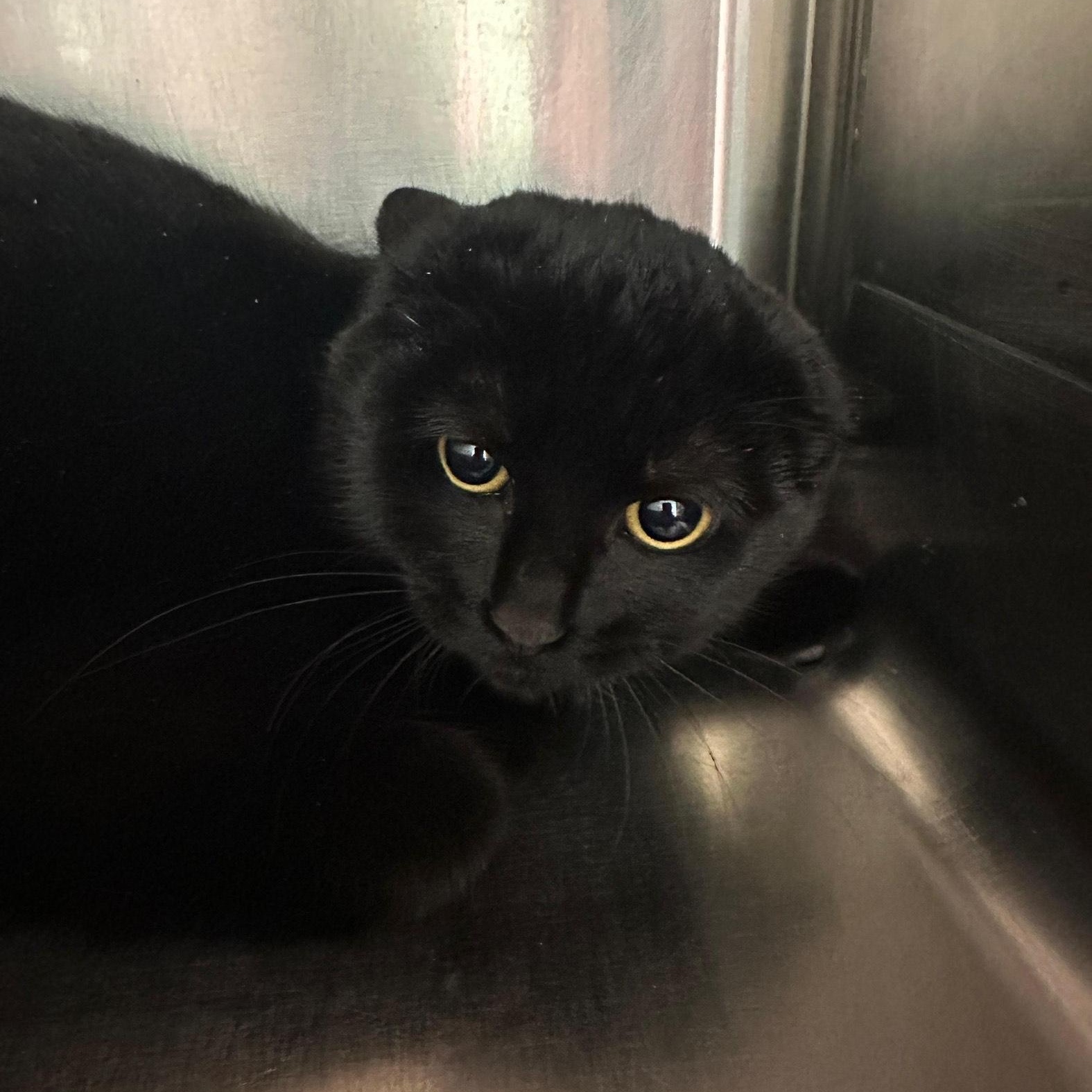 Elphaba, Adoptable, Young Female Domestic Short Hair.