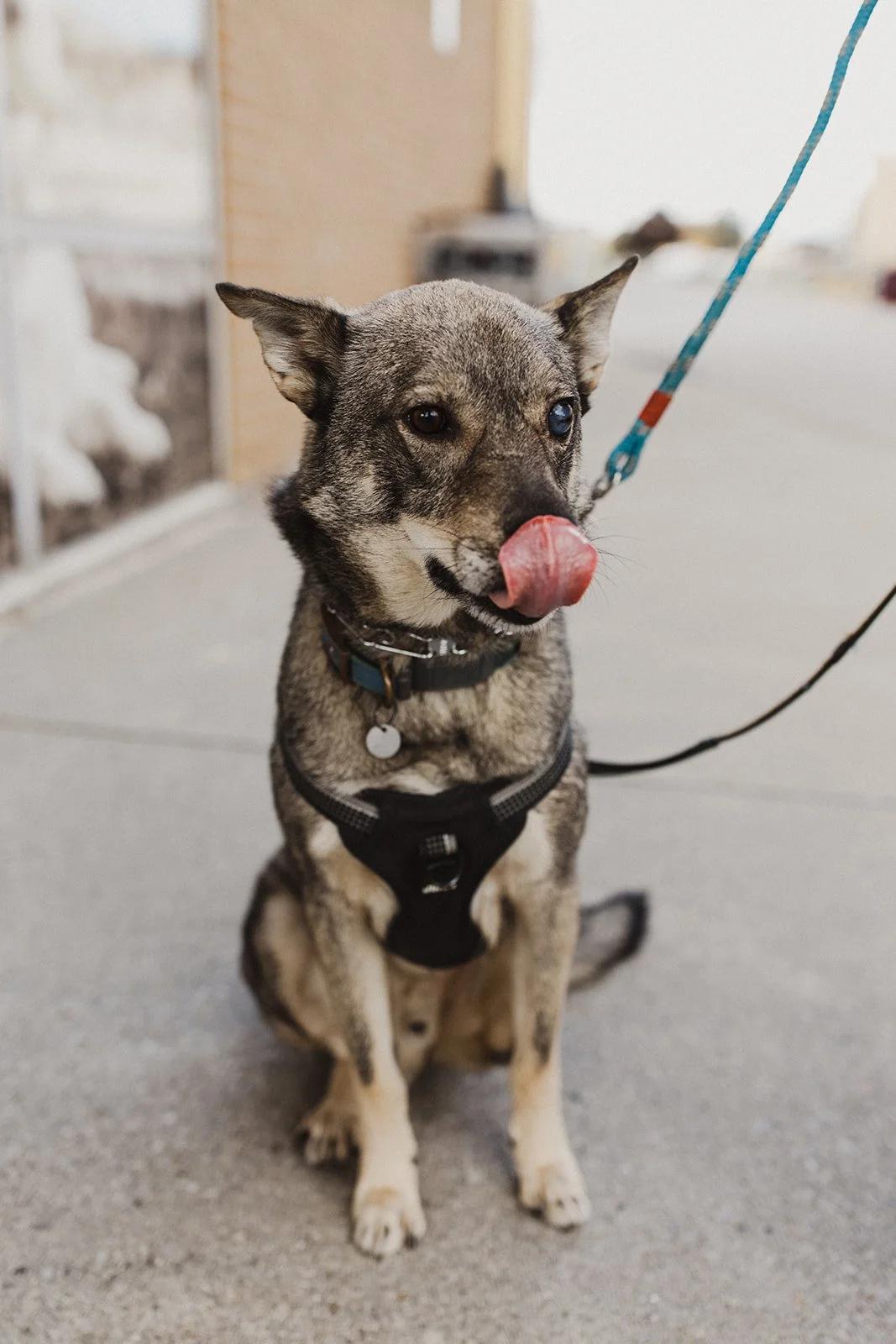 Enlarge SINPA, a Adoptable Mixed Breed in North York, ON image 3/6