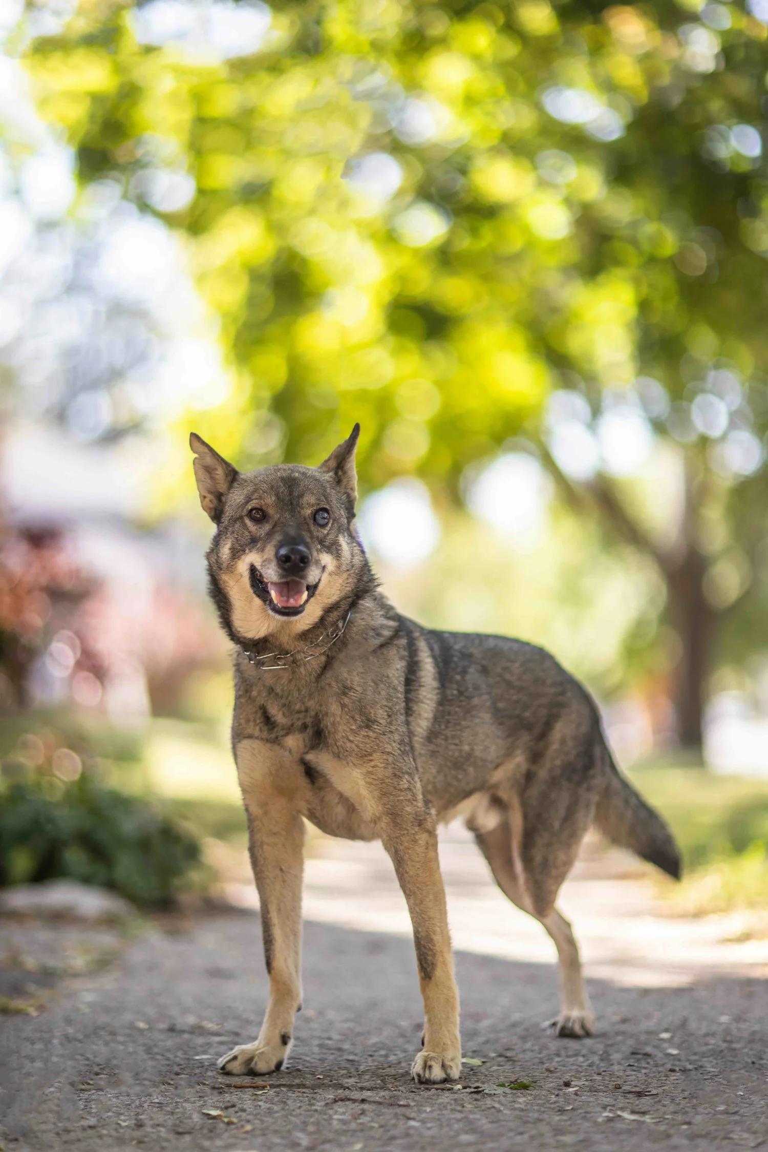 Enlarge SINPA, a Adoptable Mixed Breed in North York, ON image 6/6