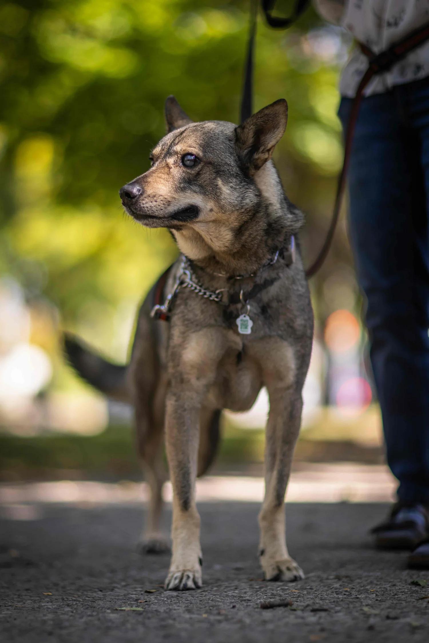 Enlarge SINPA, a Adoptable Mixed Breed in North York, ON image 5/6