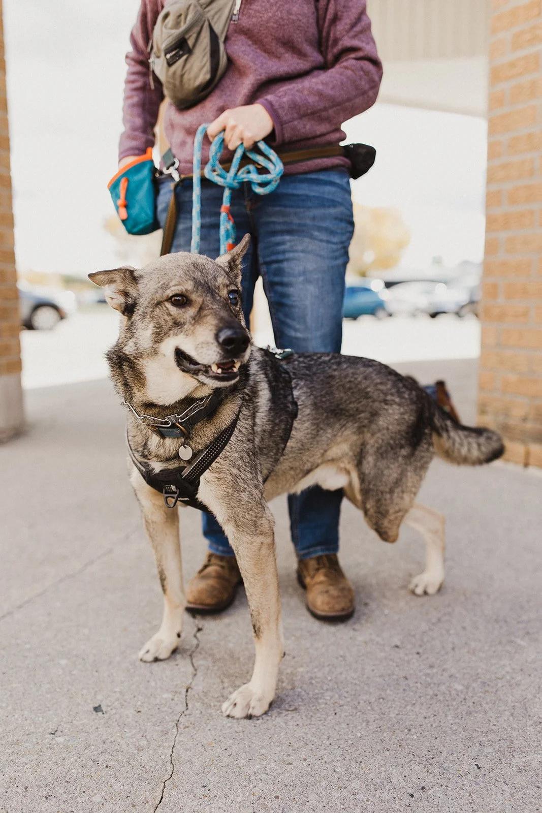 Enlarge SINPA, a Adoptable Mixed Breed in North York, ON image 2/6