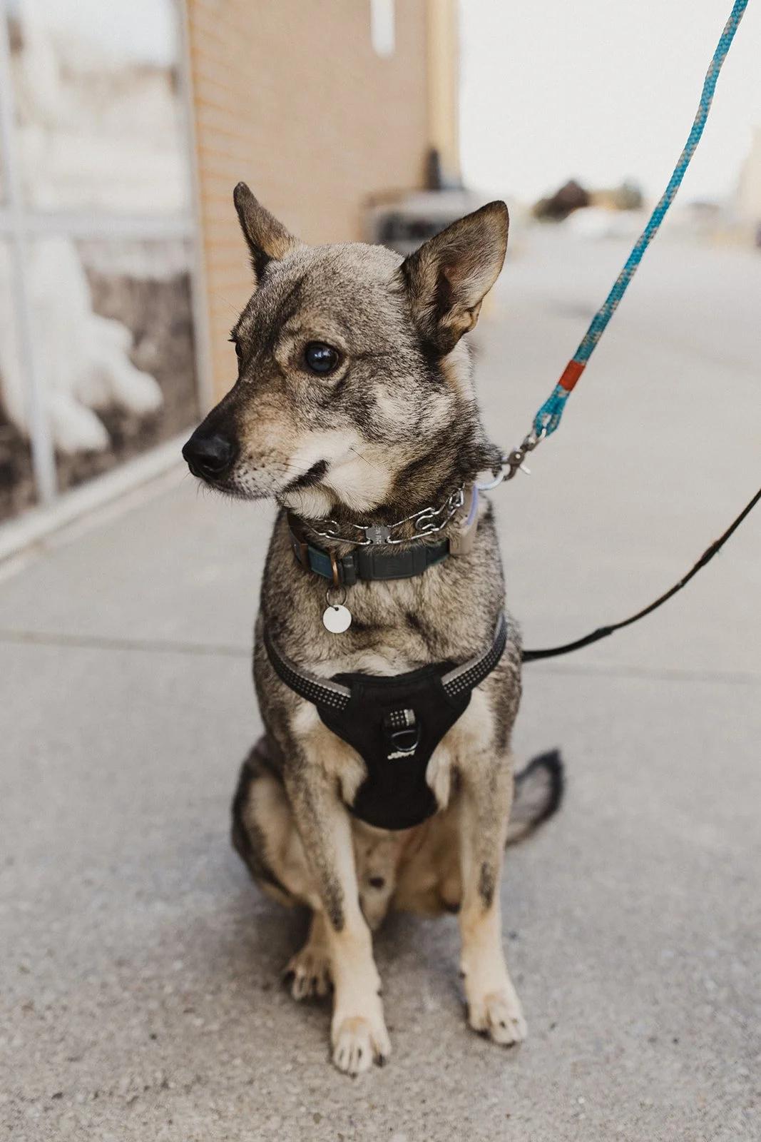 Enlarge SINPA, a Adoptable Mixed Breed in North York, ON image 1/6