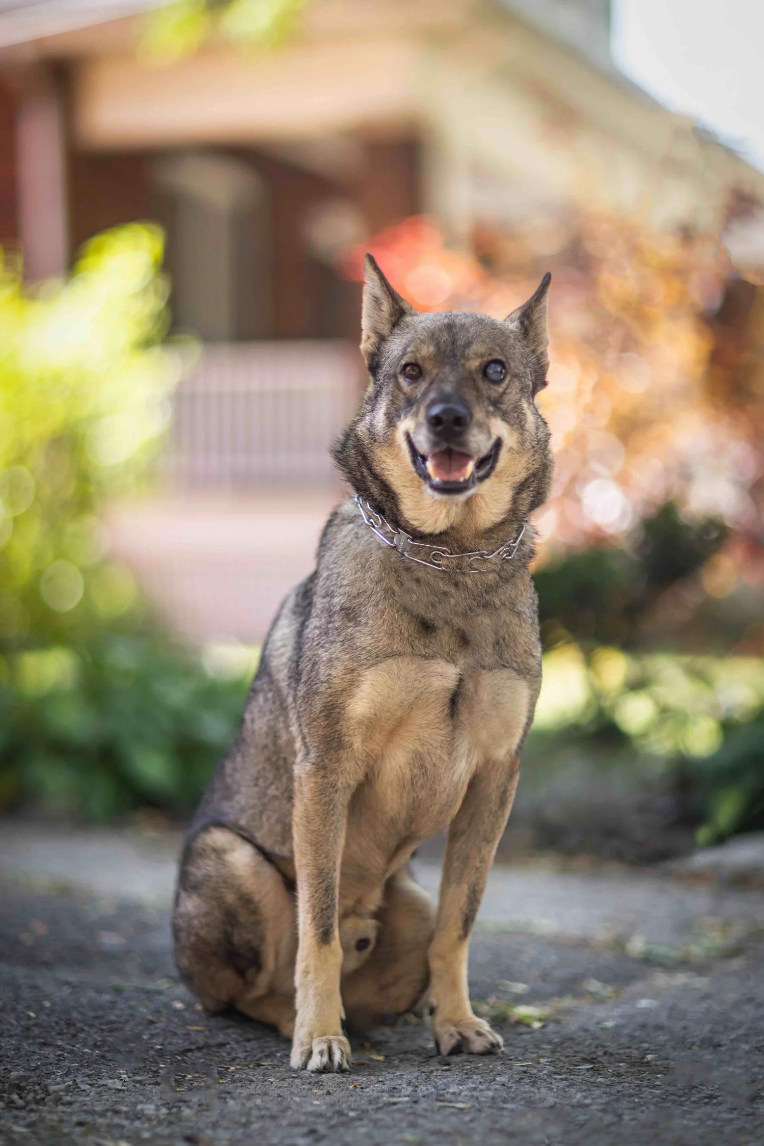 Enlarge SINPA, a Adoptable Mixed Breed in North York, ON image 4/6