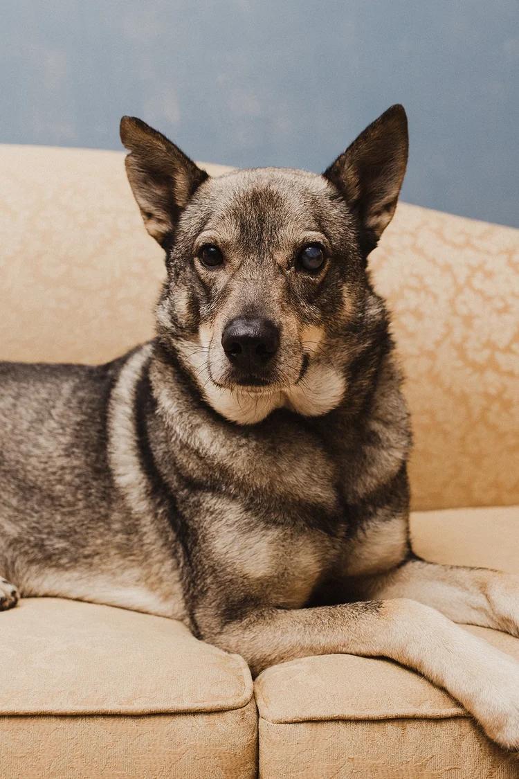 SINPA, Adoptable, Senior Male Mixed Breed.