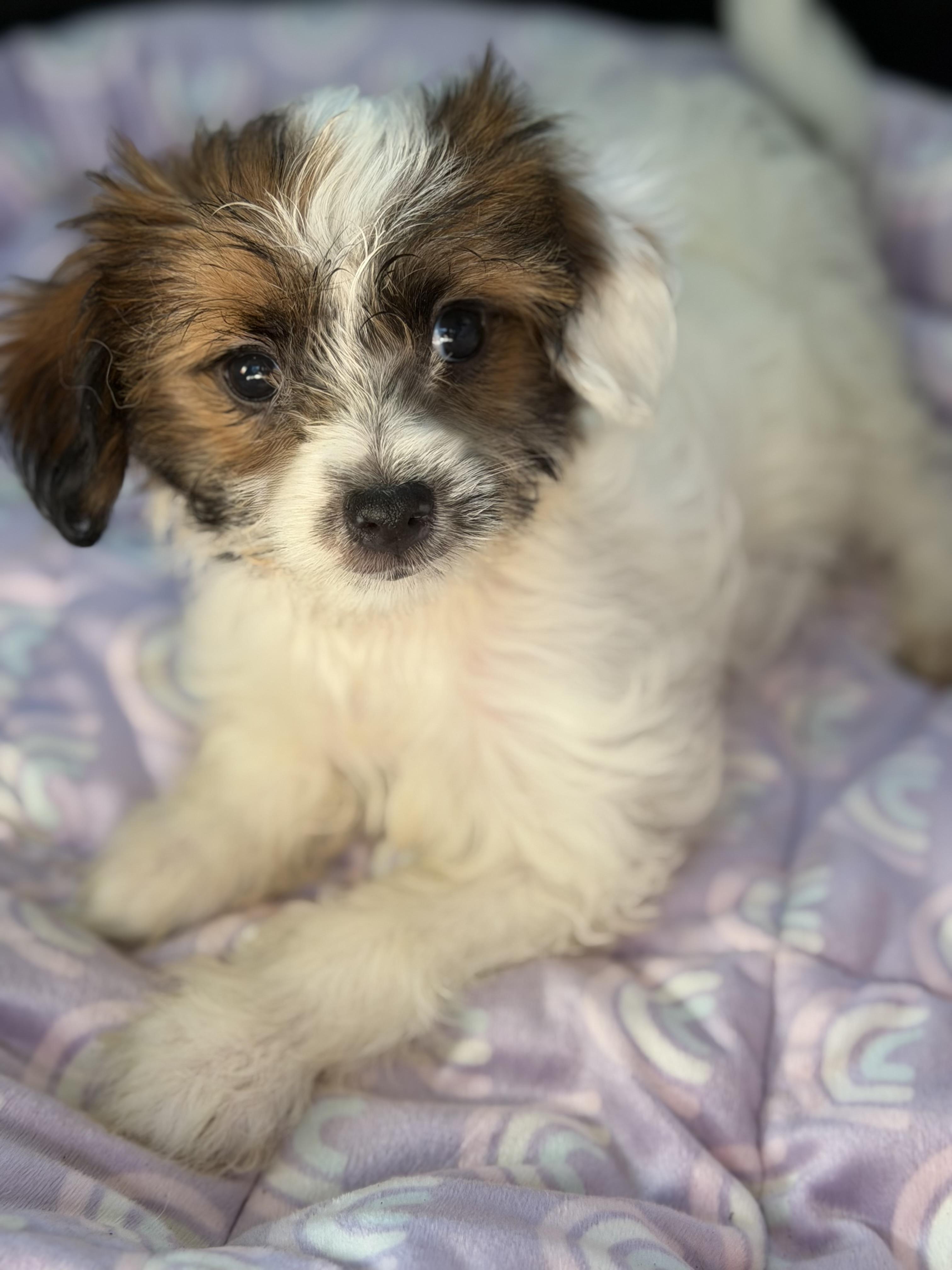 Enlarge Teddi, a Adoptable mixed breed in Yuba City, CA image 2/4