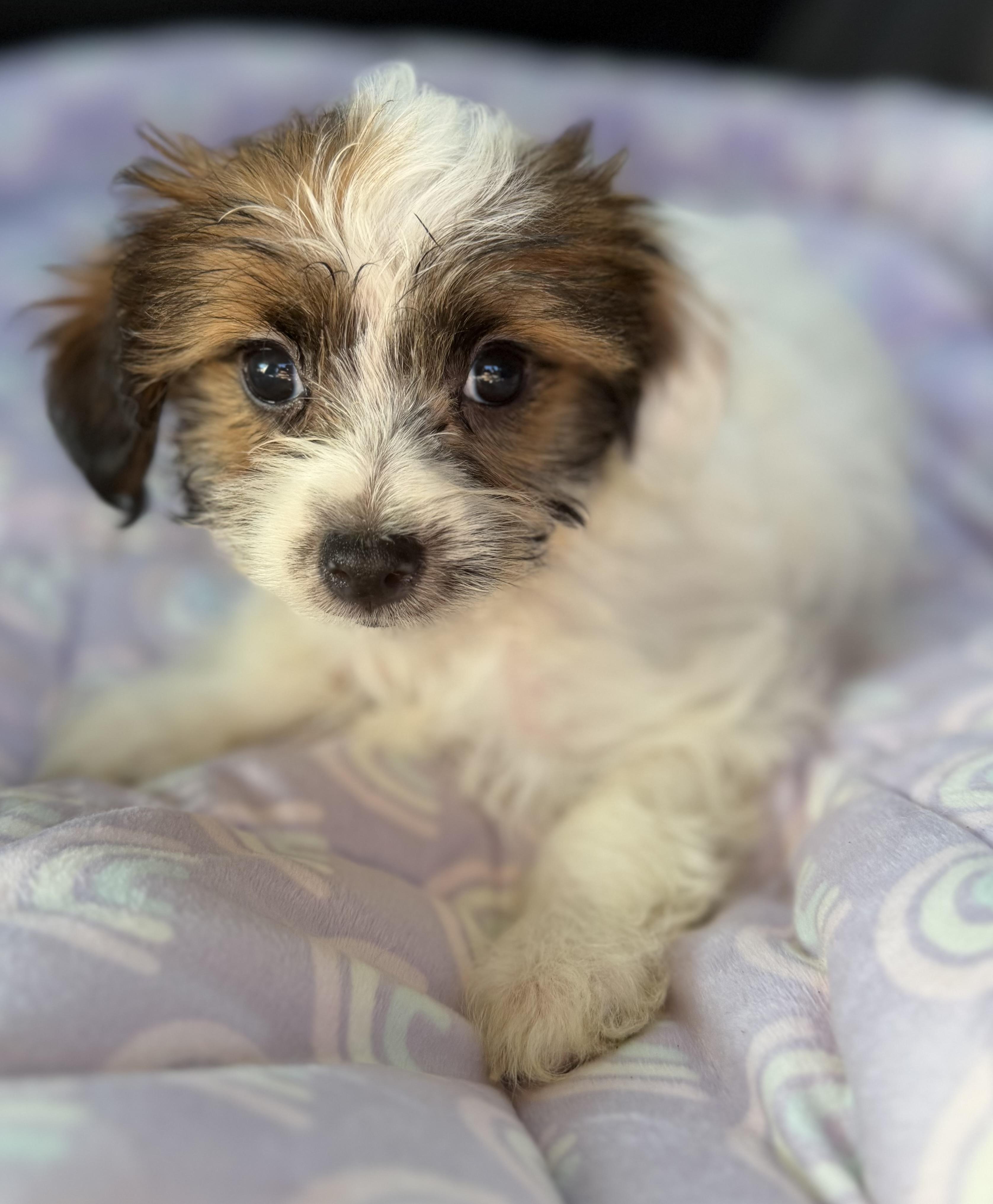 Enlarge Teddi, a Adoptable mixed breed in Yuba City, CA image 4/4