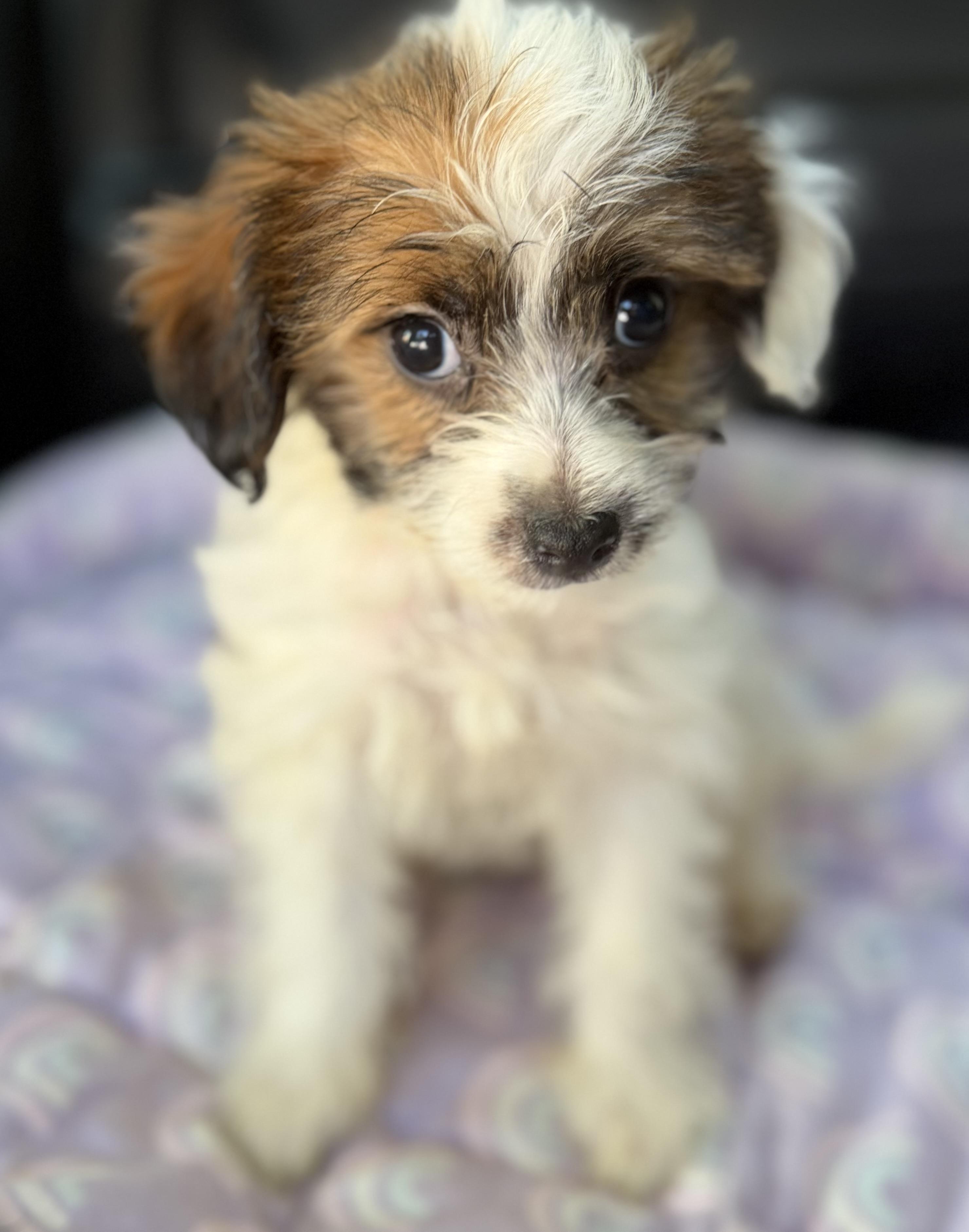 Enlarge Teddi, a Adoptable mixed breed in Yuba City, CA image 3/4