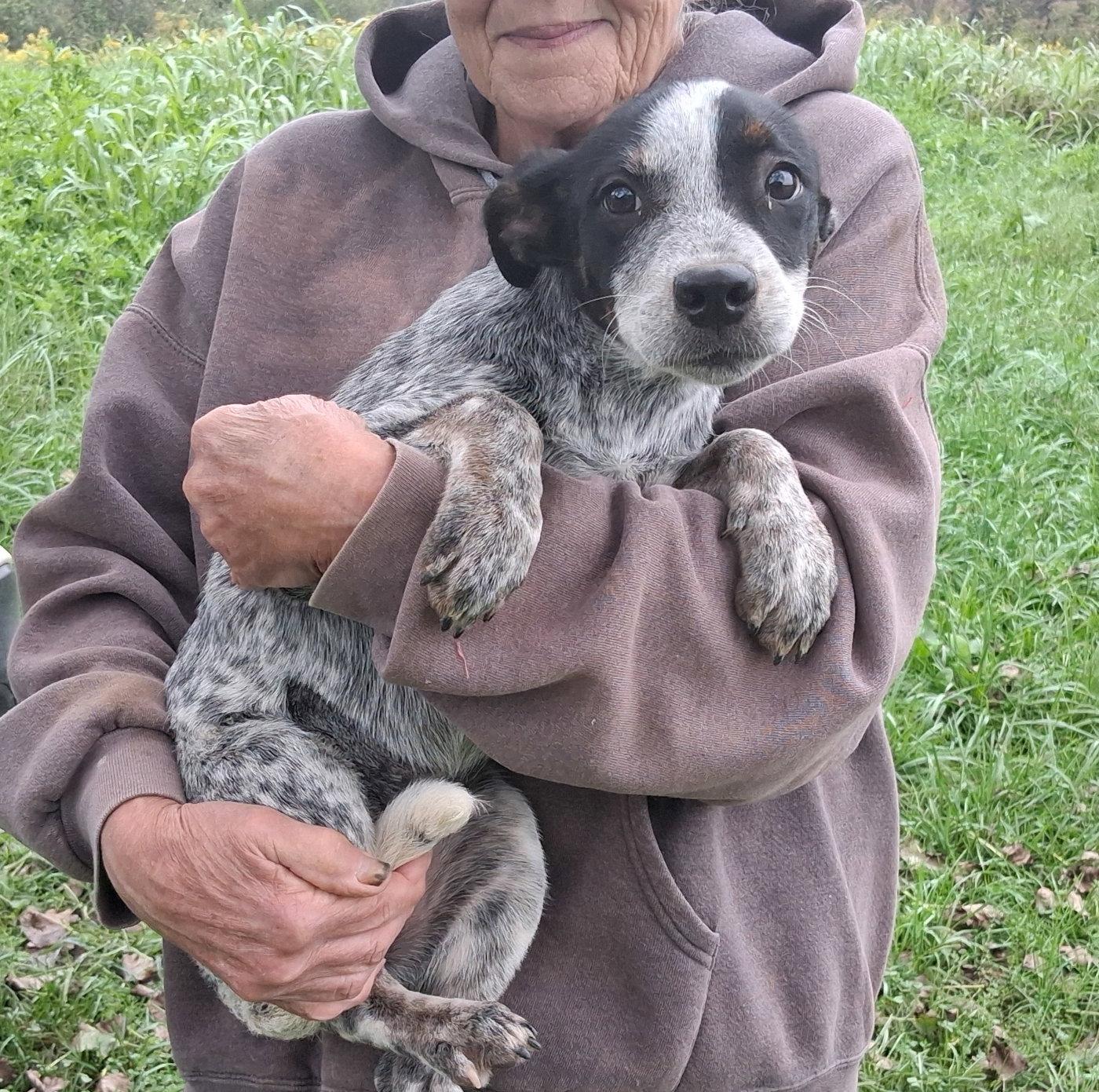 Meg, Adoptable, Puppy Female Australian Cattle Dog / Blue Heeler & Rat Terrier.