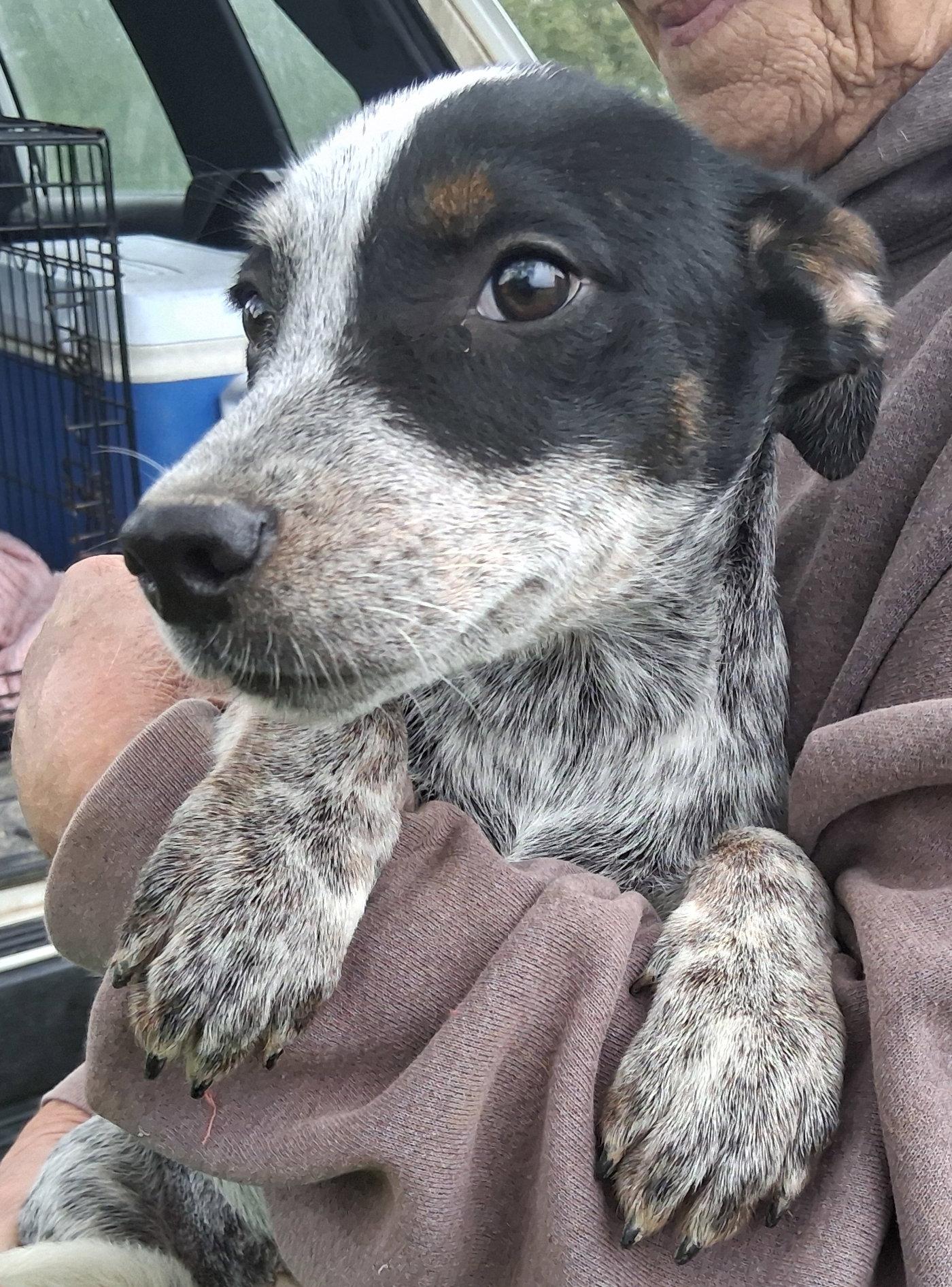 Enlarge Meg, a Adoptable mixed breed in Mcconnelsville, OH image 2/3