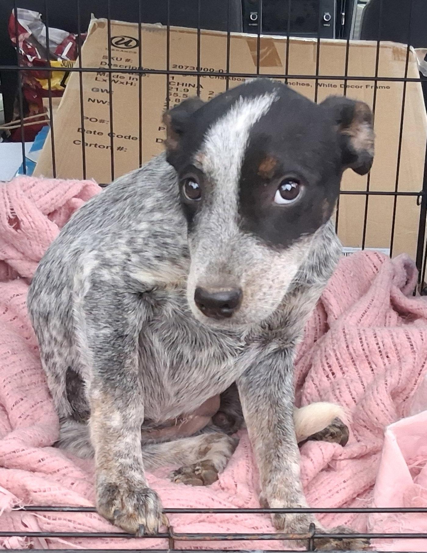 Enlarge Meg, a Adoptable mixed breed in Mcconnelsville, OH image 3/3