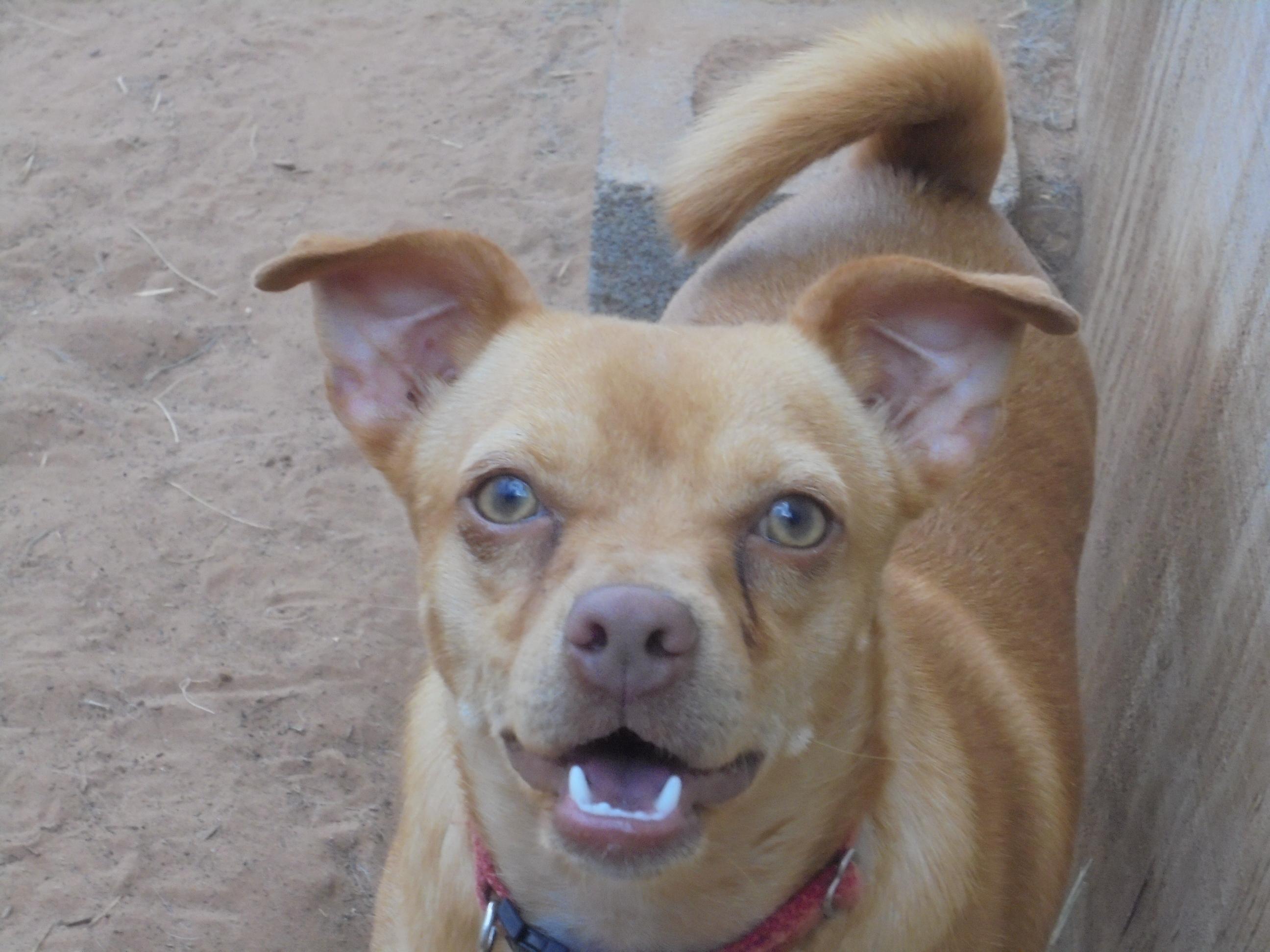 Enlarge Jodie, a Adoptable mixed breed in Anton, TX image 1/2