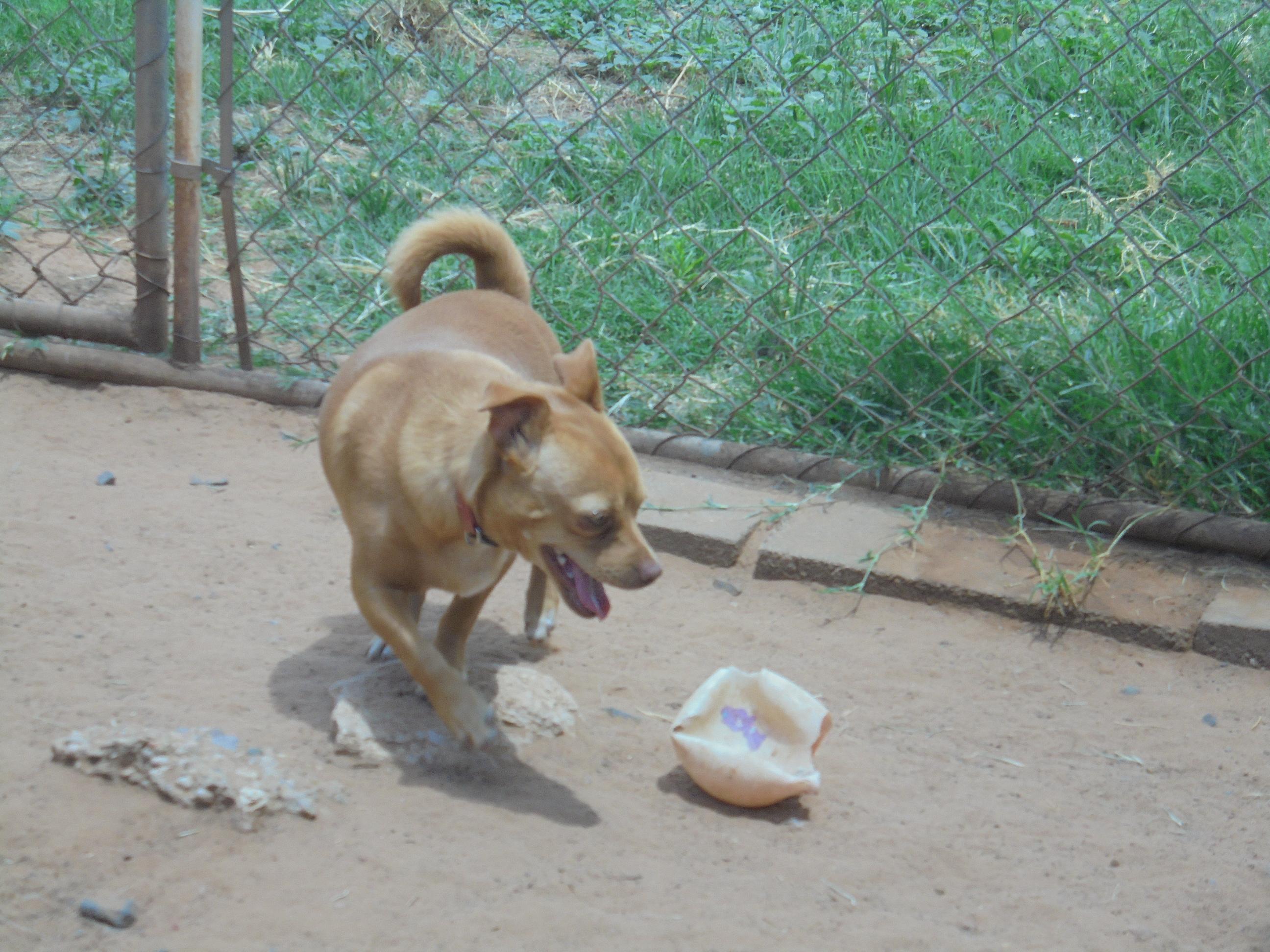 Enlarge Jodie, a Adoptable mixed breed in Anton, TX image 2/2