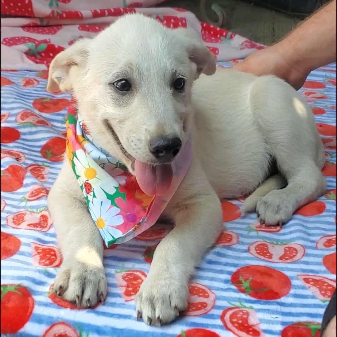 Jolly, Baby Male Great Pyrenees