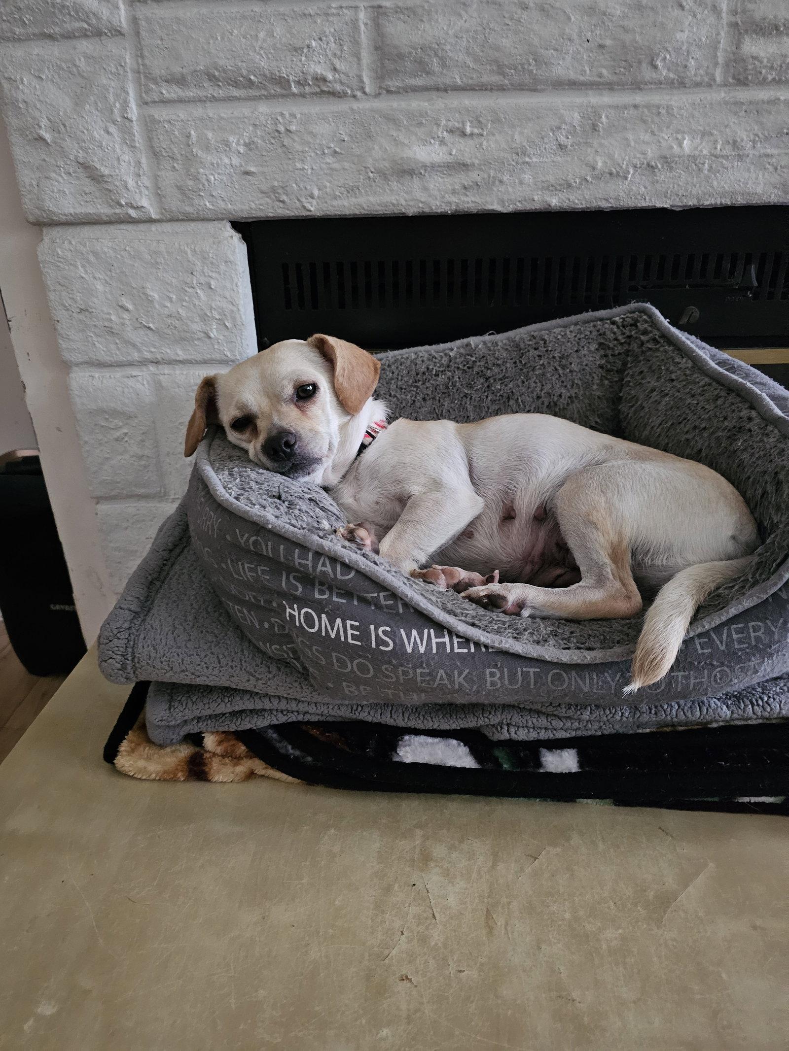 Enlarge BRIE, a Adopted mixed breed in Jackson, NJ image 1/3