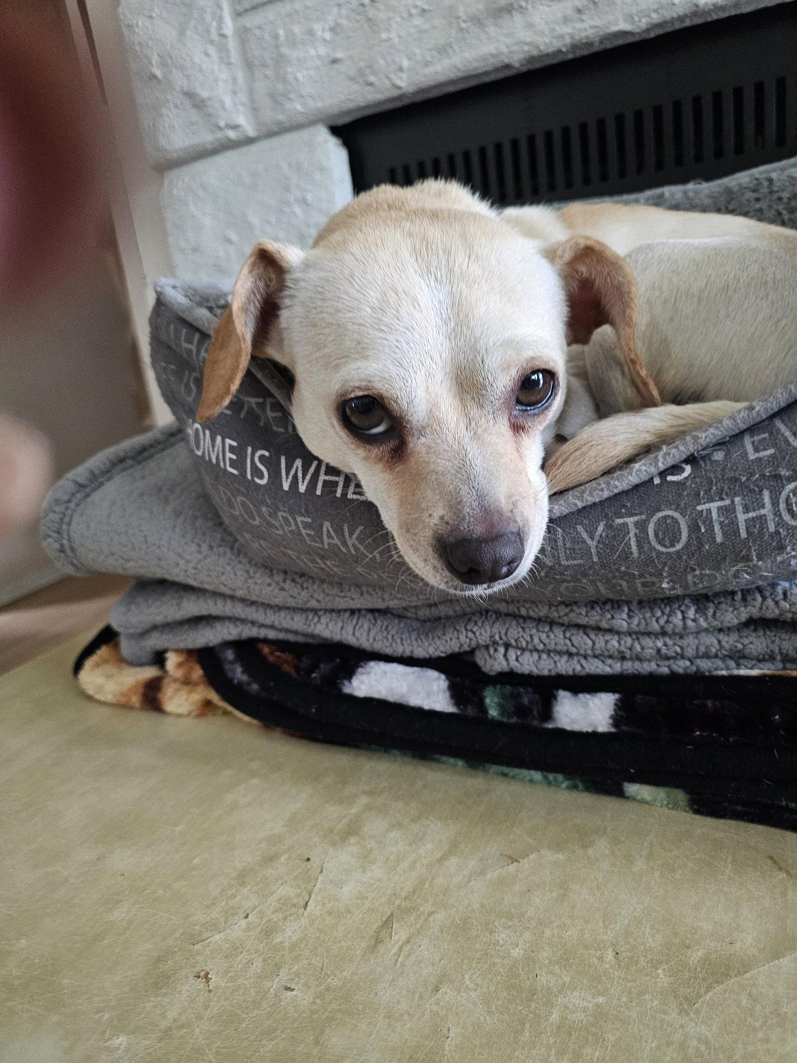 Enlarge BRIE, a Adopted mixed breed in Jackson, NJ image 2/3