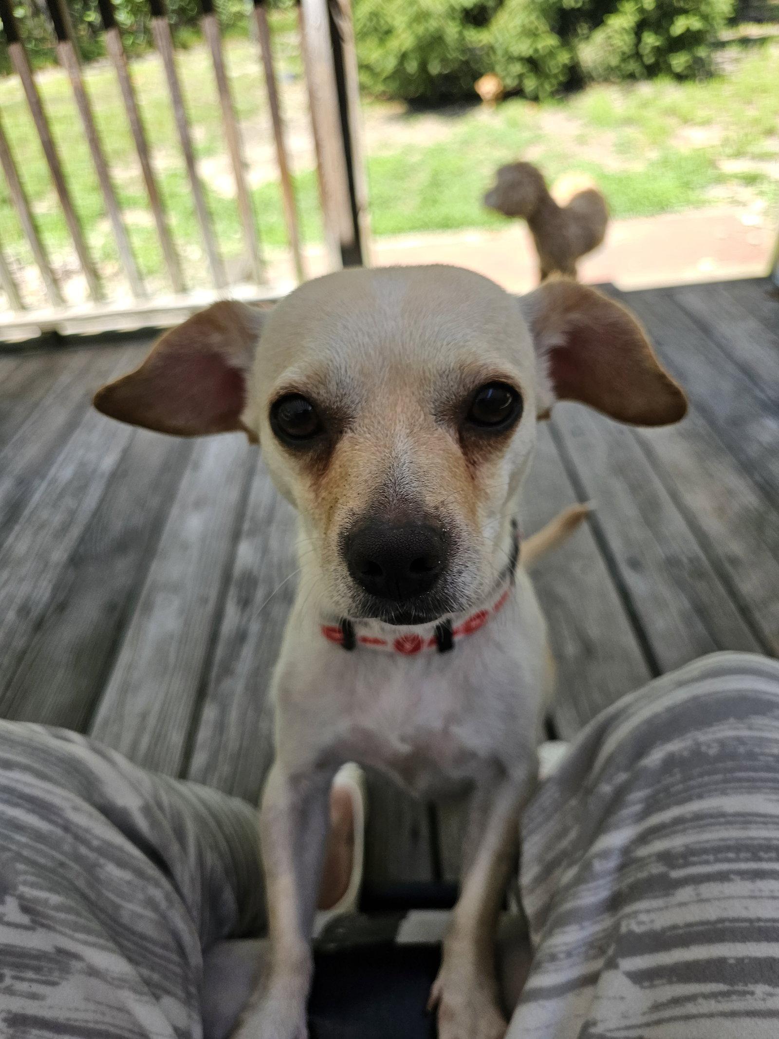 Enlarge BRIE, a Adopted mixed breed in Jackson, NJ image 3/3