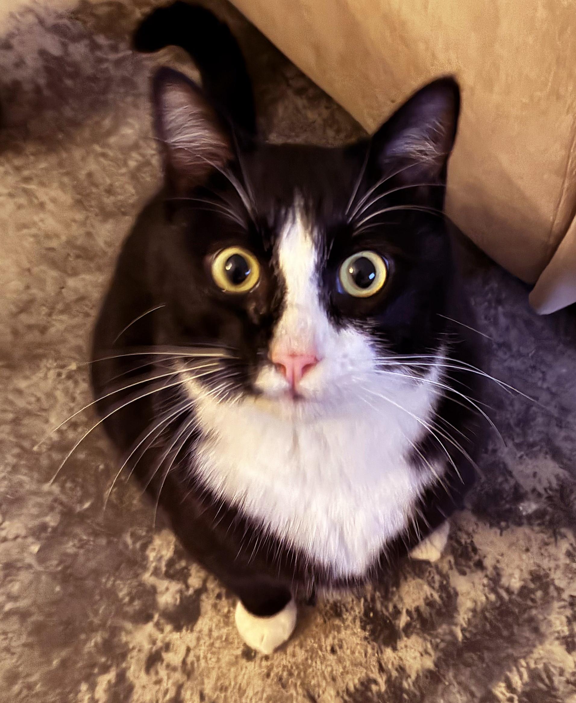 Binky, Adoptable, Young Male Tuxedo.