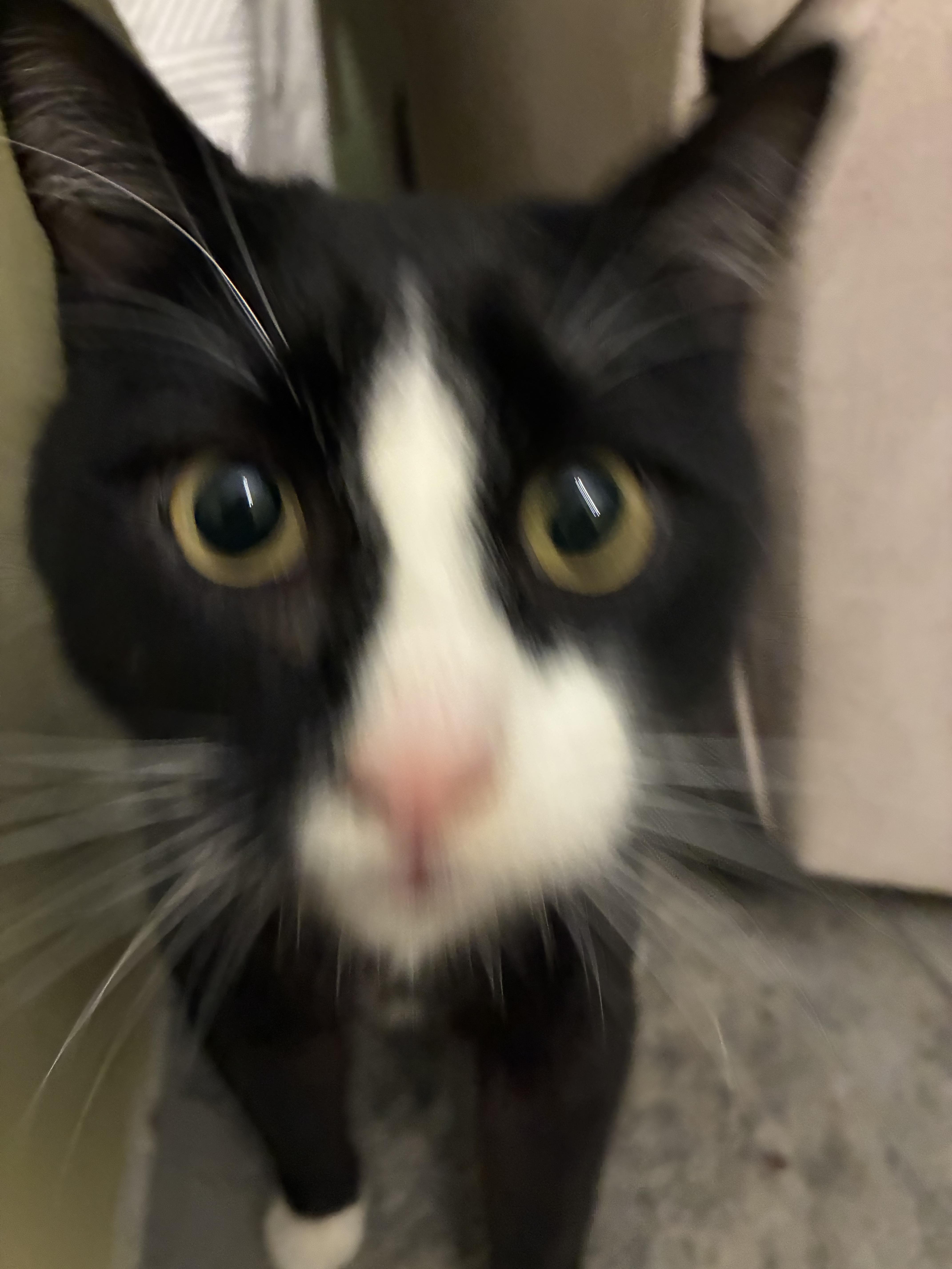 Enlarge Binky, a Adoptable Tuxedo in Bellingham, WA image 3/4