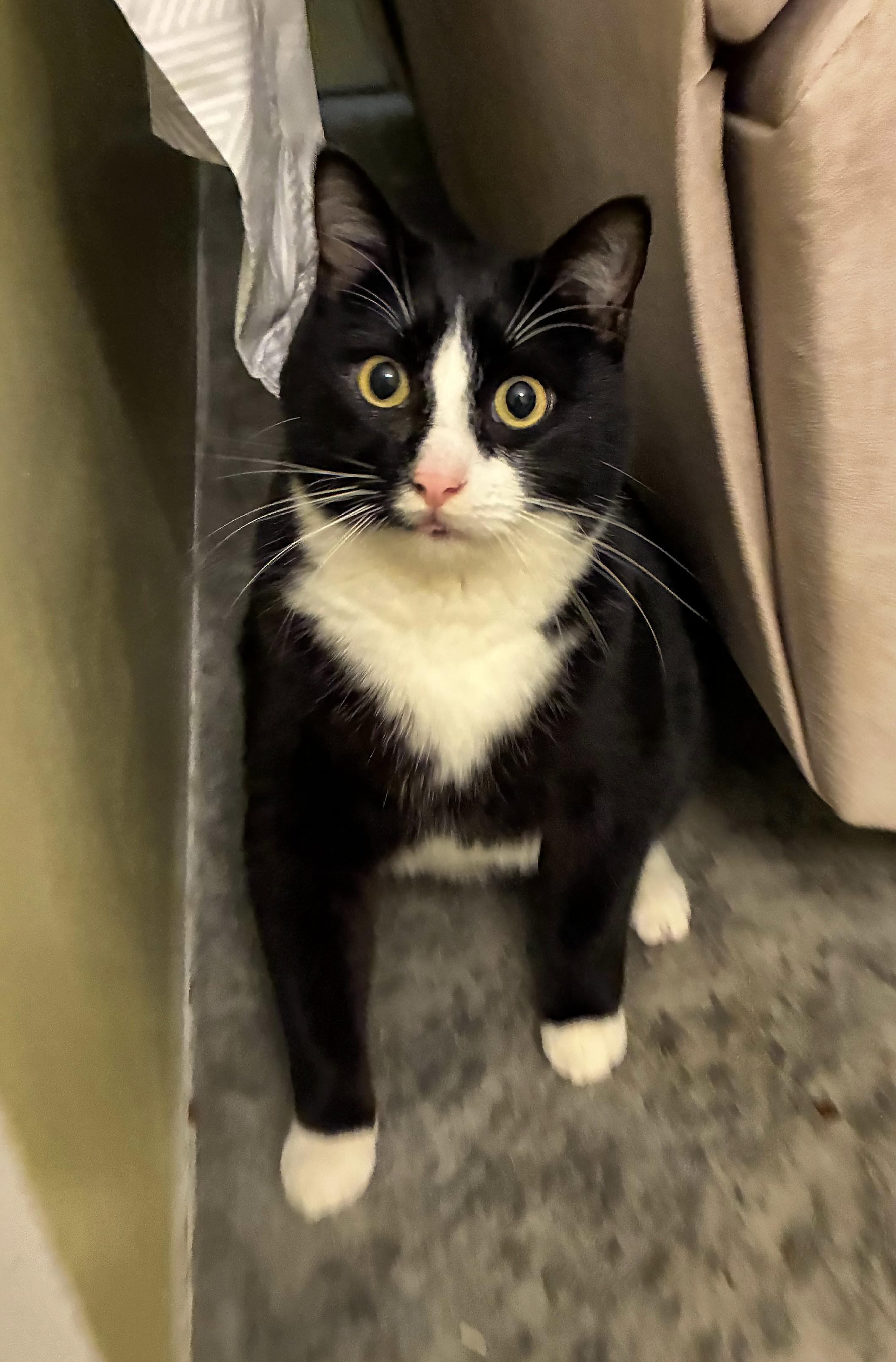 Enlarge Binky, a Adoptable Tuxedo in Bellingham, WA image 4/4