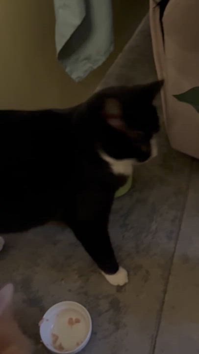 Enlarge Binky, a Adoptable Tuxedo in Bellingham, WA video 2/4