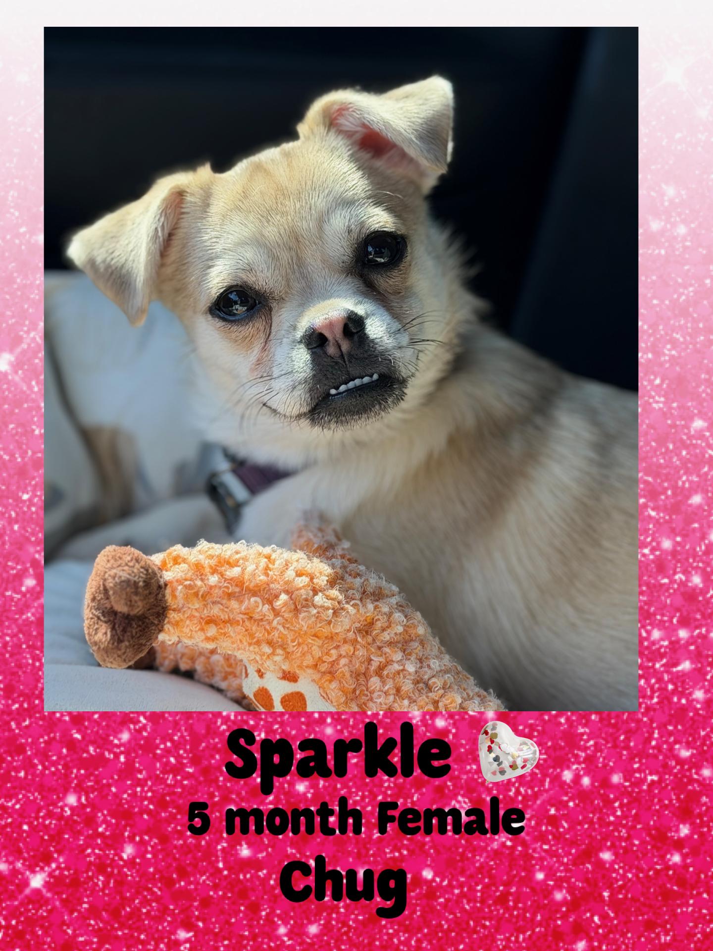 Enlarge SPARKLE – 5 MONTH FEMALE CHUG @ PETCO, 5011 E. RAY ROAD, PHX 85044 ON SATURDAY, DEC. 20th,  11–2PM, an adopted Chug in Mesa, AZ image 1/2