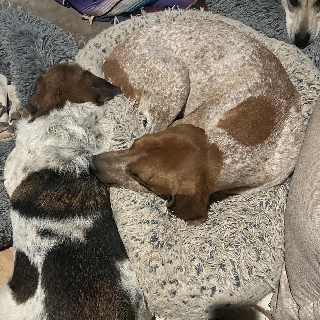 Clemon, a Adoptable Hound in Bend, OR image 1/6