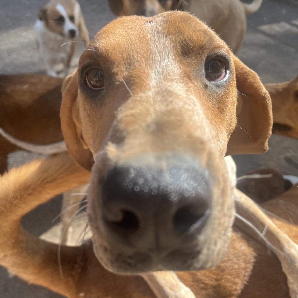 Clemon, a Adoptable Hound in Bend, OR image 2/6