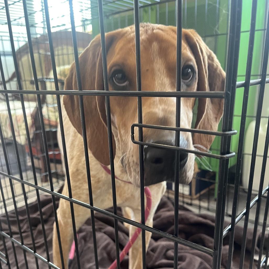 Clemon, a Adoptable Hound in Bend, OR image 4/6