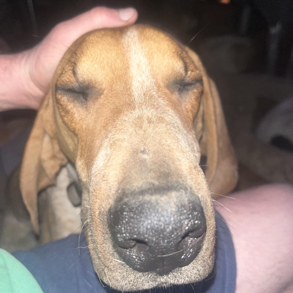 Clemon, a Adoptable Hound in Bend, OR image 5/6