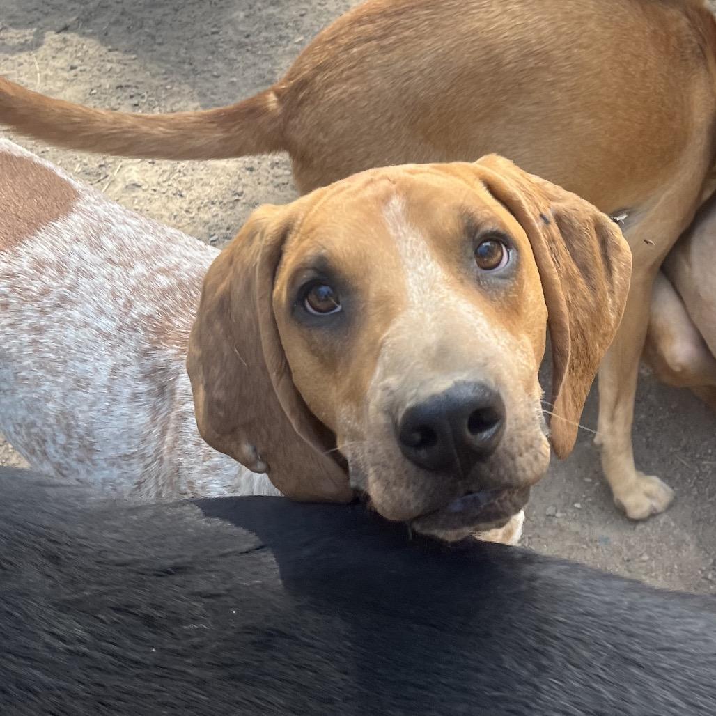 Clemon, a Adoptable Hound in Bend, OR image 6/6