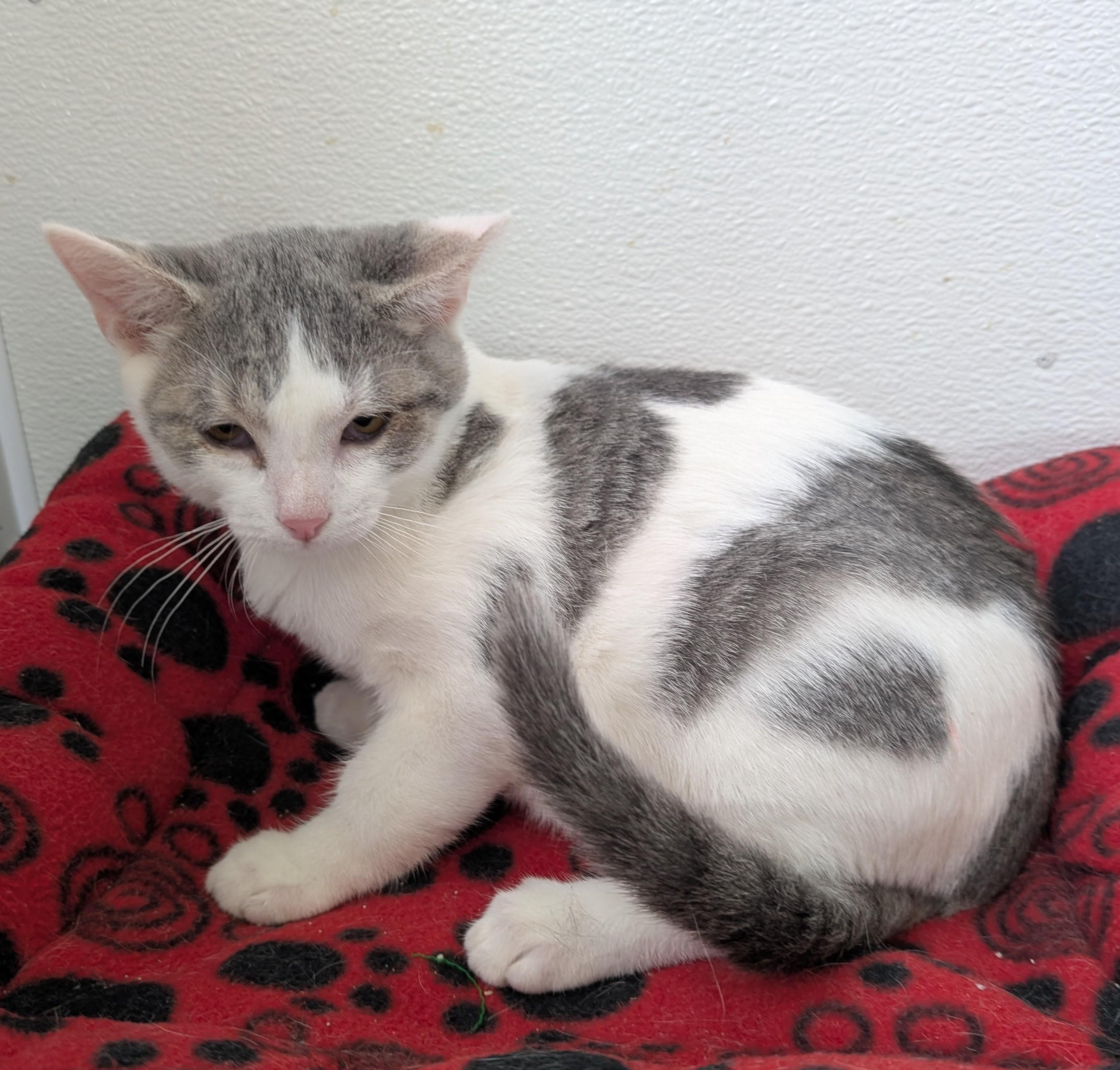 Enlarge Edward, an adoptable Domestic Short Hair in New Ulm, MN image 1/1