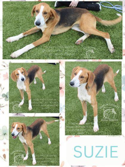 Suzie, Adoptable, Adult Female Hound & Mixed Breed.