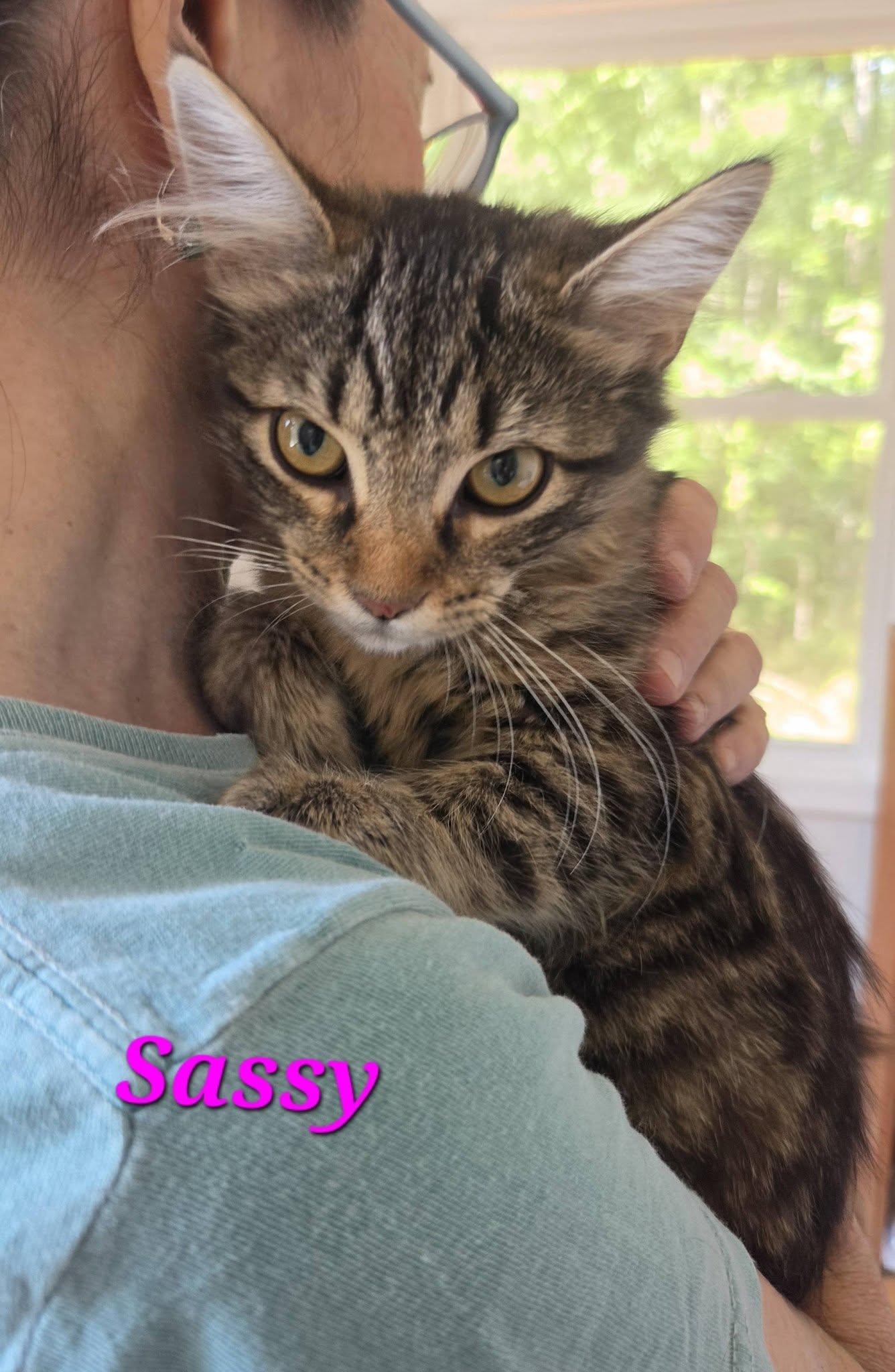 Sassy - RESCUED, adopted, Young Female Domestic Medium Hair.