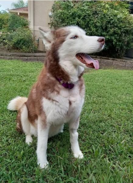 Karmy, Adoptable, Adult Female Siberian Husky.