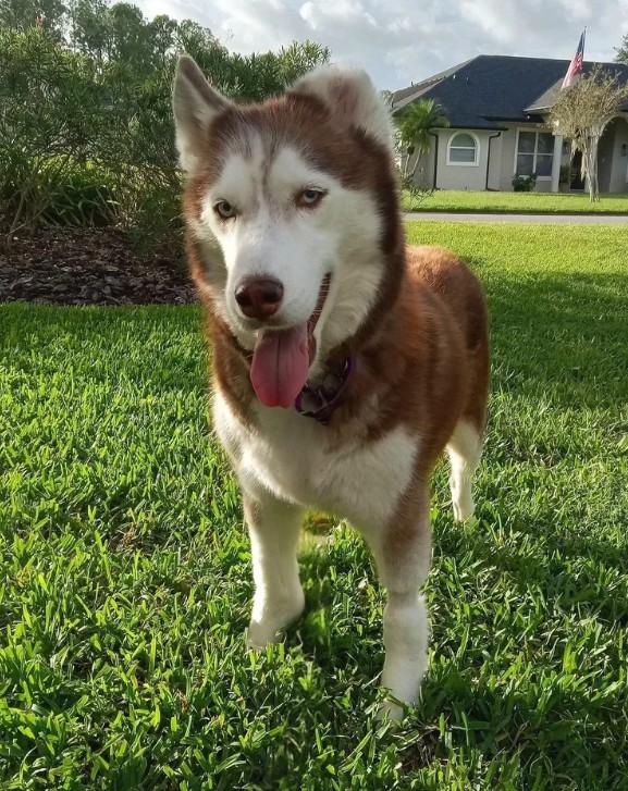 Karmy, a Adoptable Siberian Husky in Winter Springs, FL image 2/4