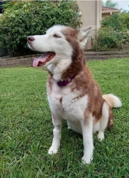 Karmy, a Adoptable Siberian Husky in Winter Springs, FL image 3/4