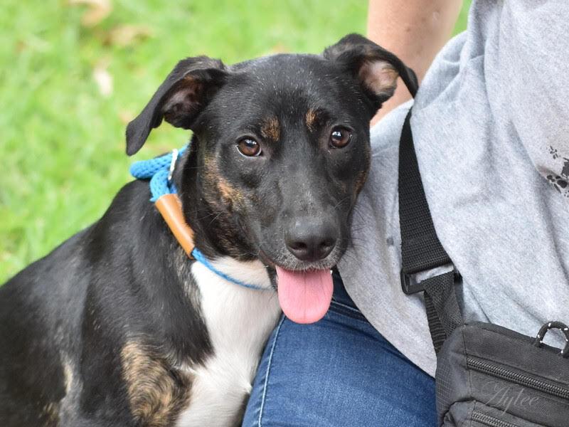 Aylee (Spring litter) - Bonded with Chylee, must be adopted together., a Adoptable mixed breed in Brewster , NY image 1/6