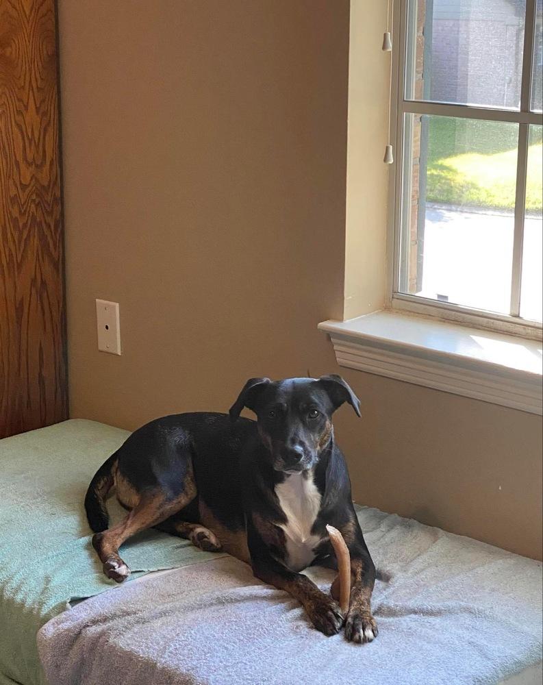 Aylee (Spring litter) - Bonded with Chylee, must be adopted together., a Adoptable mixed breed in Brewster , NY image 2/6