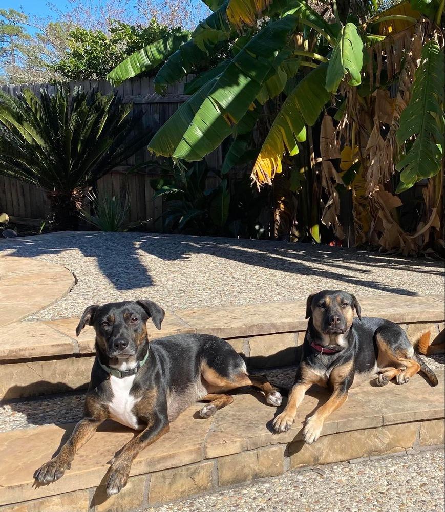 Aylee (Spring litter) - Bonded with Chylee, must be adopted together., a Adoptable mixed breed in Brewster , NY image 3/6