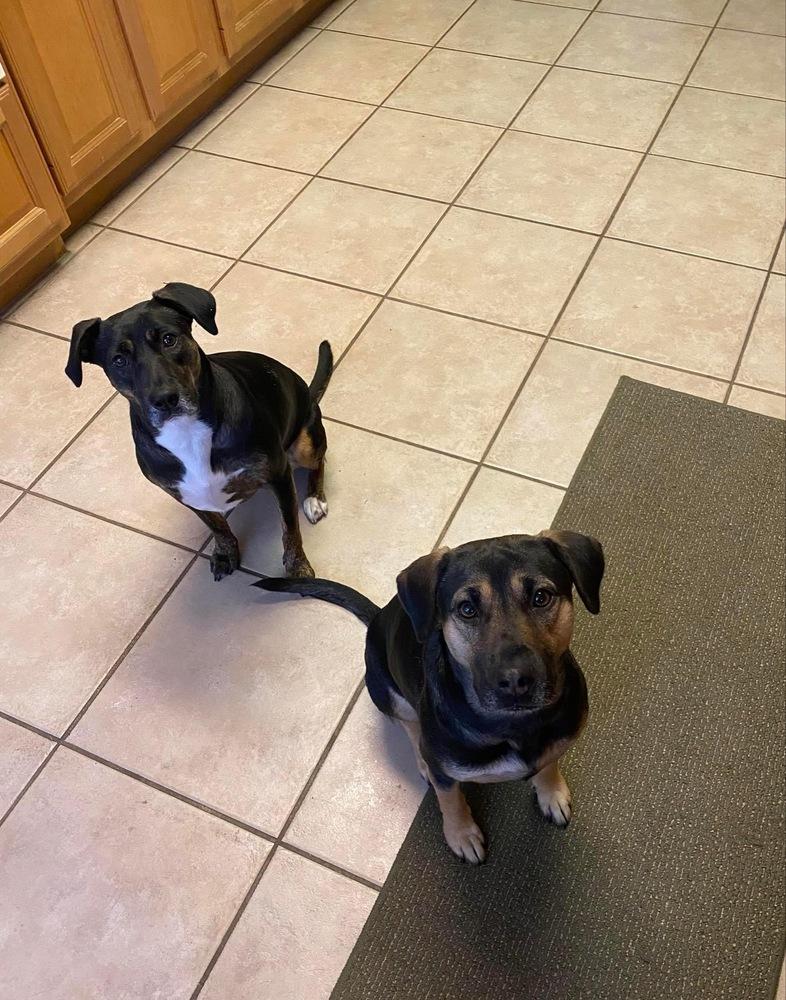 Aylee (Spring litter) - Bonded with Chylee, must be adopted together., a Adoptable mixed breed in Brewster , NY image 4/6