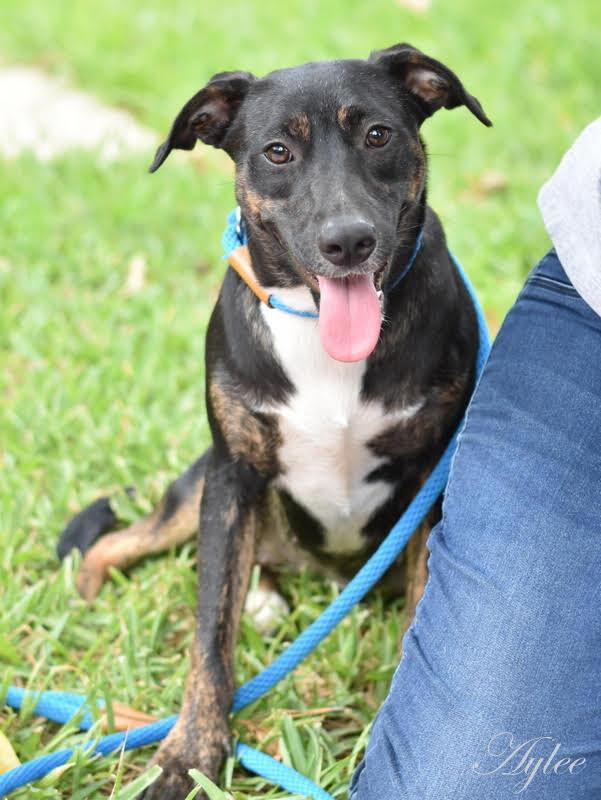 Aylee (Spring litter) - Bonded with Chylee, must be adopted together., a Adoptable mixed breed in Brewster , NY image 5/6