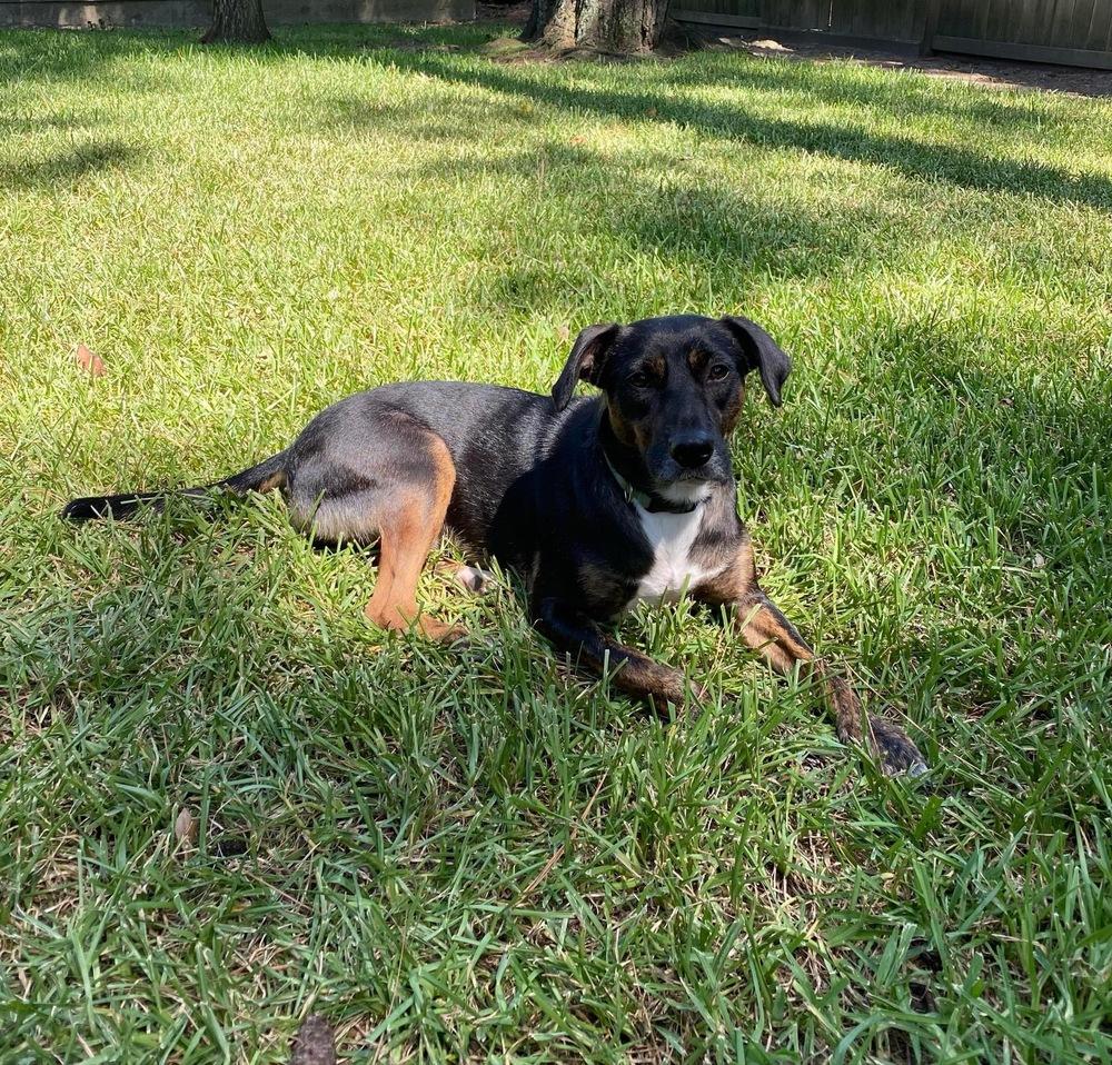 Aylee (Spring litter) - Bonded with Chylee, must be adopted together., a Adoptable mixed breed in Brewster , NY image 6/6