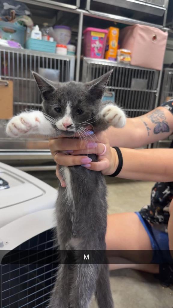 Mink, Adoptable, Kitten Male Domestic Short Hair.
