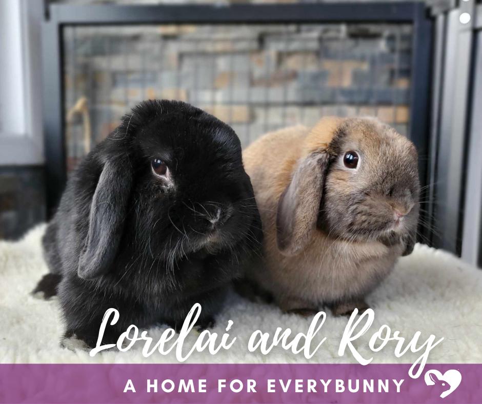Lorelai and Rory, a Adoptable Mini Lop in Ames, IA image 1/2