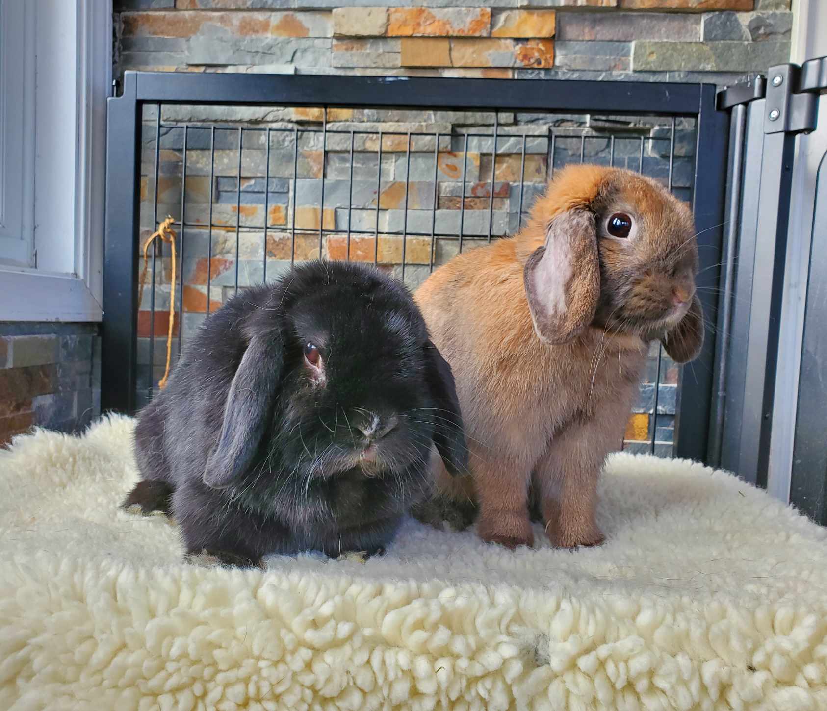 Lorelai and Rory, a Adoptable Mini Lop in Ames, IA image 2/2