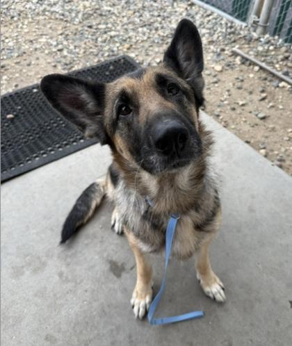 Norma, Adoptable, Adult Female German Shepherd Dog & Mixed Breed.