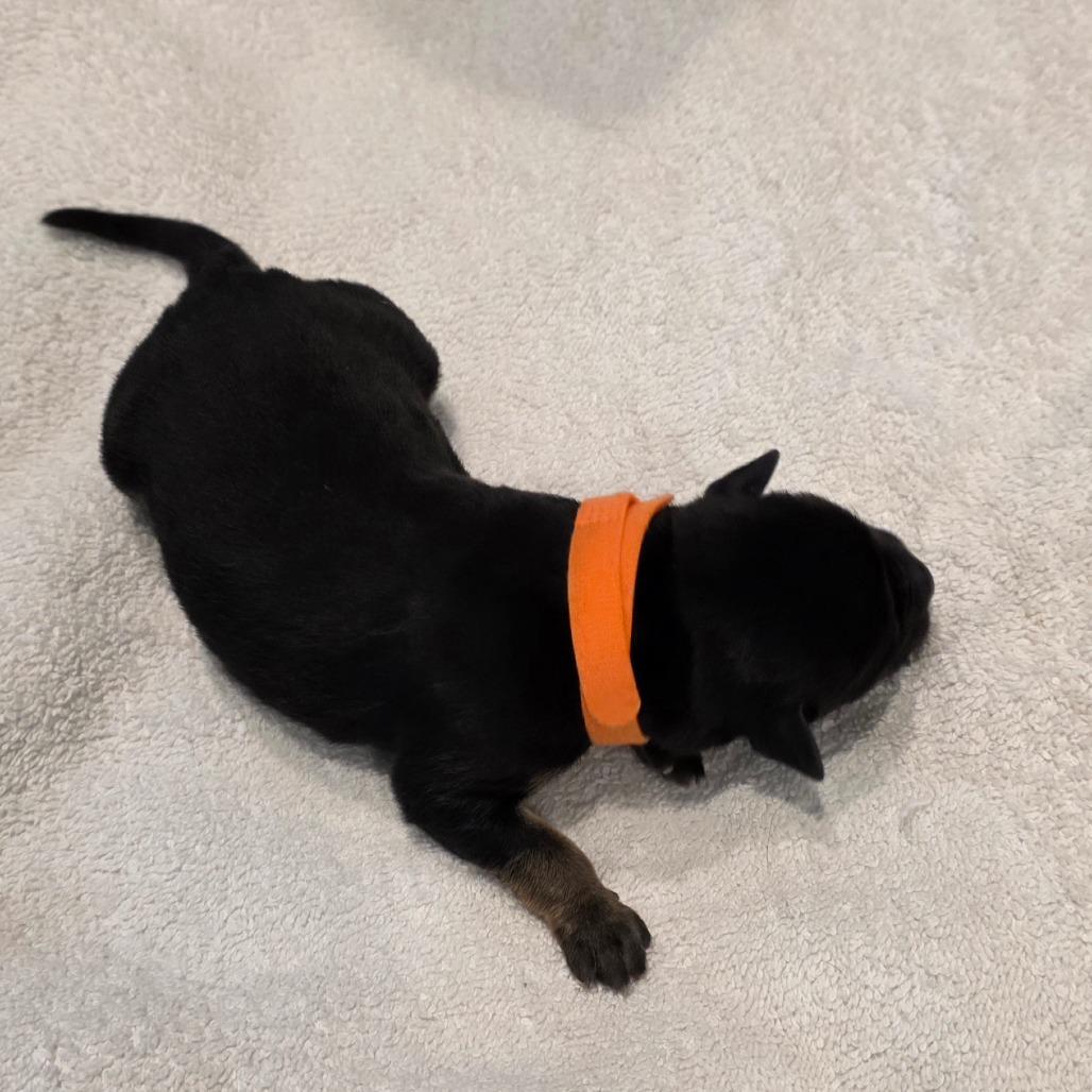 Puppy 4, Adoptable, Puppy Male Australian Kelpie & Mixed Breed.